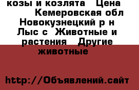 козы и козлята › Цена ­ 7 000 - Кемеровская обл., Новокузнецкий р-н, Лыс с. Животные и растения » Другие животные   